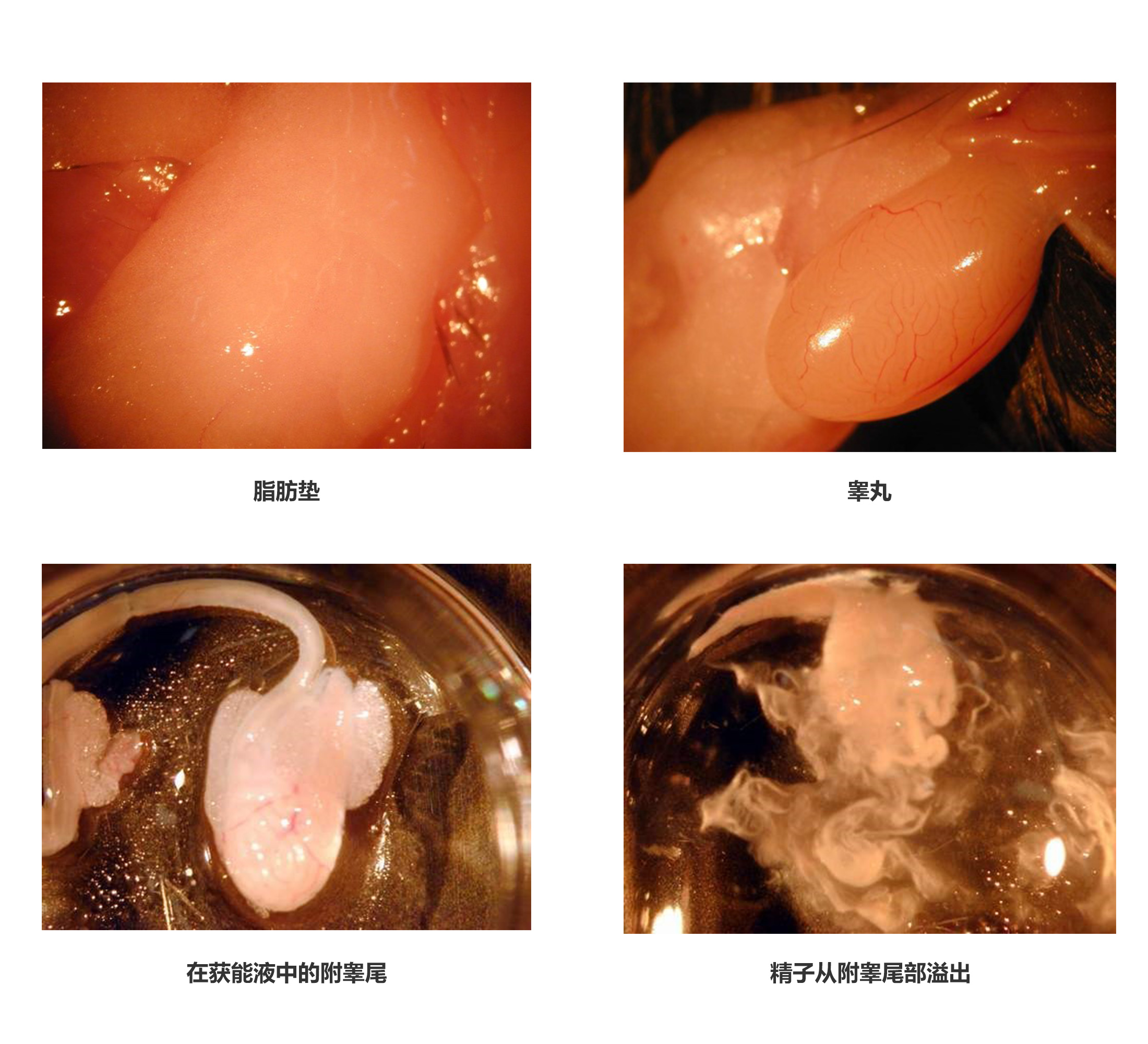 南京爱贝生物的小鼠体外受精操作步骤及操作视频(图5) 南京爱贝生物的小鼠体外受精操作步骤及操作视频(图5)