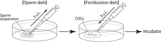 南京爱贝生物的小鼠体外受精操作步骤及操作视频(图10) 南京爱贝生物的小鼠体外受精操作步骤及操作视频(图10)