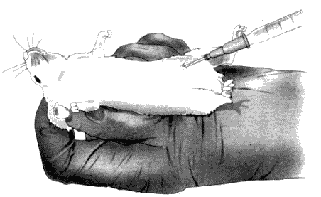 南京爱贝生物的小鼠体外受精操作步骤及操作视频(图1) 南京爱贝生物的小鼠体外受精操作步骤及操作视频(图1)