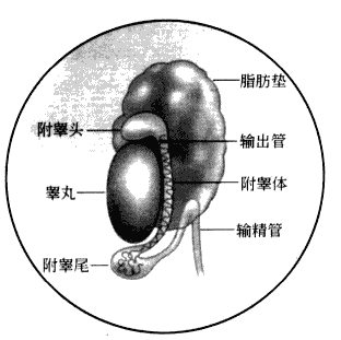 南京爱贝生物的小鼠体外受精操作步骤及操作视频(图4) 1-210P41F61B54.png